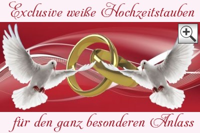 Exclusive weie Hochzeitstauben buchen fr den ganz besonderen Anlass